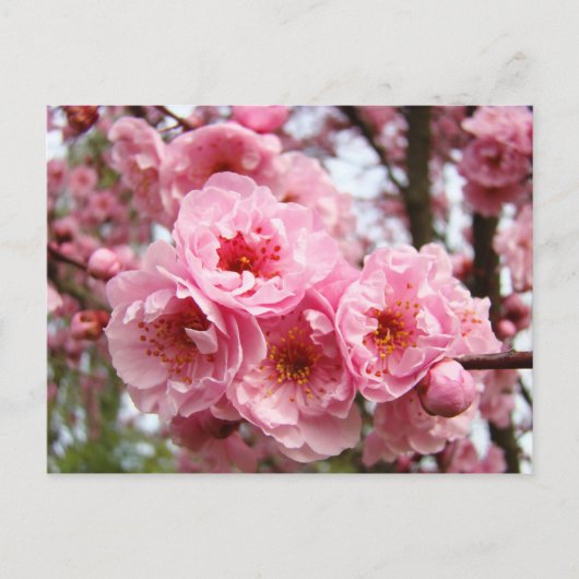 Rosa Blüten Blumen Frühjahrsporte Postkarten nach (Vorderseite)