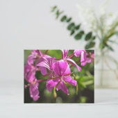 Rosa Blüten eines Efeu-blättrigen Geraniums Postkarte (Stehend Vorderseite)