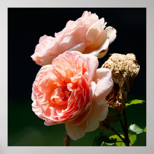 Rosa Blüten Poster (Vorne)