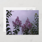 Rosa Blüten Postkarte (Vorne/Hinten)