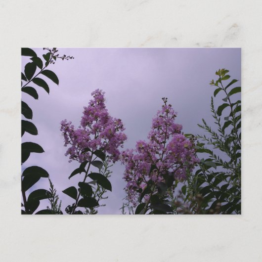 Rosa Blüten Postkarte (Vorderseite)