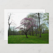 Rosa Blüten Postkarte (Vorne/Hinten)