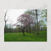 Rosa Blüten Postkarte (Vorderseite)