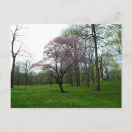 Rosa Blüten Postkarte