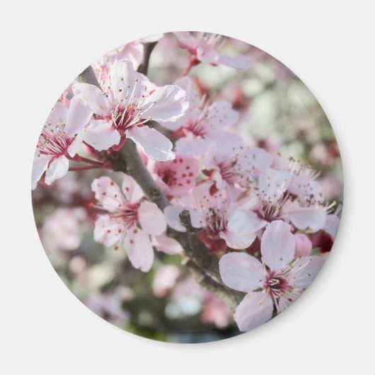 Rosa Blüten roten Stiele. Magnet (Vorne)