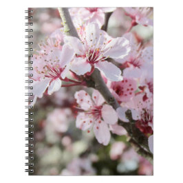 Rosa Blüten roten Stiele. Notizblock