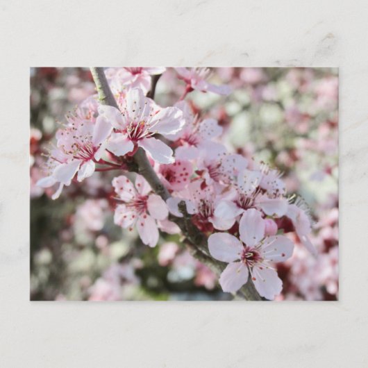 Rosa Blüten roten Stiele. Postkarte (Vorderseite)