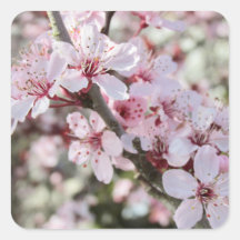 Rosa Blüten roten Stiele.