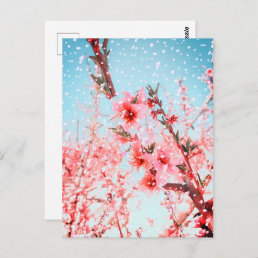 Rosa Blüten und fliegende Blüten (oder Schnee?) Postkarte (Vorne/Hinten)