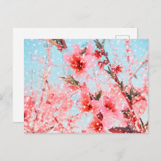 Rosa Blüten und fliegende Blüten (oder Schnee?) Postkarte (Vorne/Hinten)
