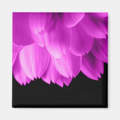 Rosa Blütenblätter auf schwarzen Blume Magnet (Vorne)