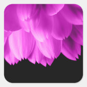 Rosa Blütenblätter auf schwarzen Blume Quadratischer Aufkleber (Vorderseite)