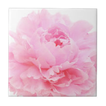 rosa Blütenblätter