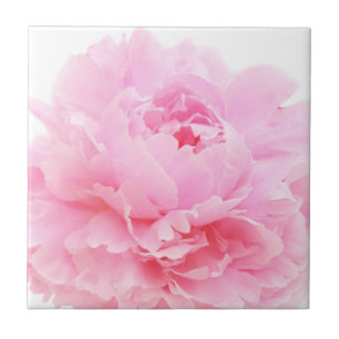 rosa Blütenblätter Fliese