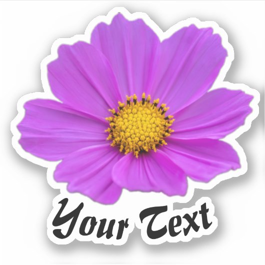 Rosa Blütenblätter mit gelben Briefmarke im Frühja Aufkleber (Vorderseite)