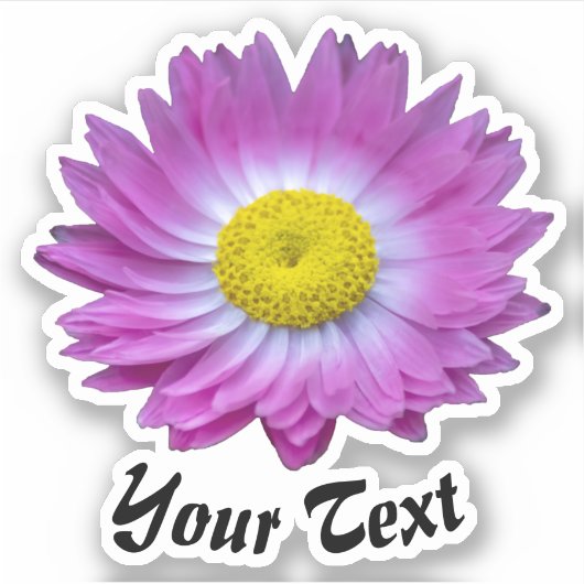 Rosa Blütenblätter mit gelben Briefmarke im Frühja Aufkleber (Vorderseite)