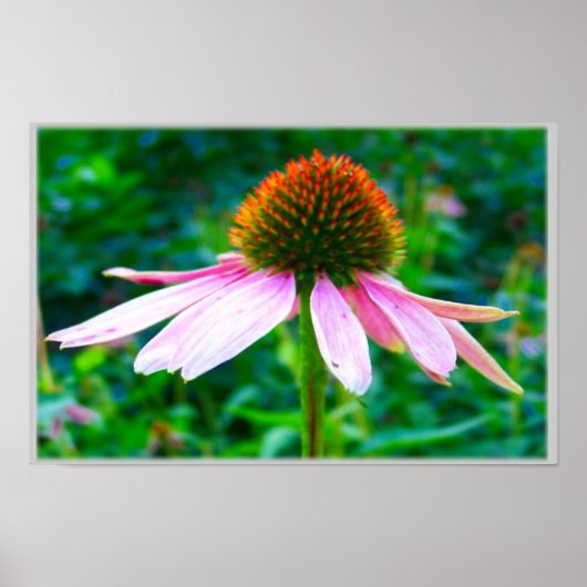 Rosa Blütenblätter Poster (Vorne)