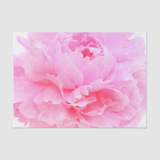 Rosa Blütenblätter Seidenpapier (Vorderseite)