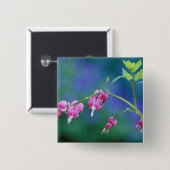 Rosa blutende Herzen im Garten. Kredit als: Button (Vorne & Hinten)