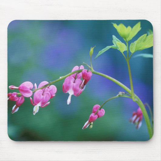 Rosa blutende Herzen im Garten. Kredit als: Mousepad (Vorne)