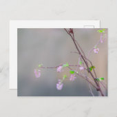 Rosa Blütendecke Postkarte (Vorne/Hinten)