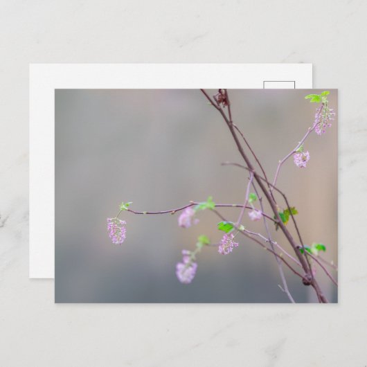 Rosa Blütendecke Postkarte (Vorne/Hinten)