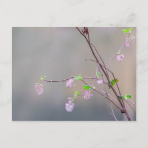 Rosa Blütendecke Postkarte