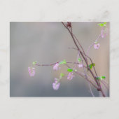 Rosa Blütendecke Postkarte (Vorderseite)