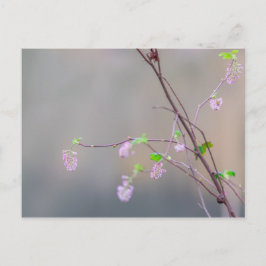 Rosa Blütendecke Postkarte