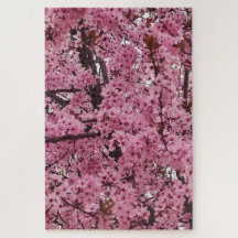 Rosa Blütenfrühlingszeit