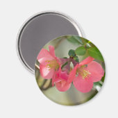 Rosa Blütenglühen Magnet (Vorderseite/Rückseite)