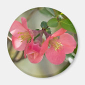 Rosa Blütenglühen Magnet (Vorne)