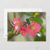 Rosa Blütenglühen Postkarte (Vorne/Hinten)