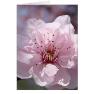 Rosa Blütenkarten individuell Frühling Bäume