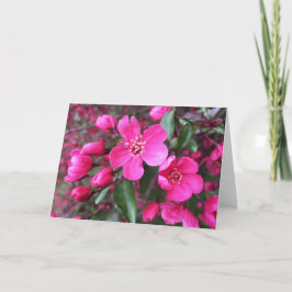 Rosa Blütenkrabapfel Karte