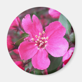 Rosa Blütenkrabapfel Magnet