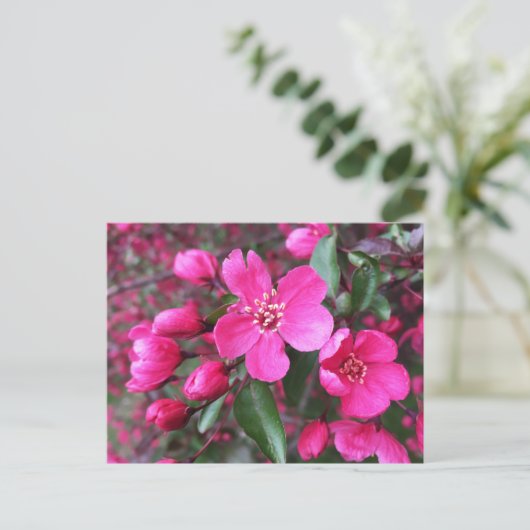 Rosa Blütenkrabapfel Postkarte (Stehend Vorderseite)
