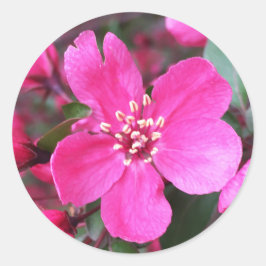 Rosa Blütenkrabapfel Runder Aufkleber