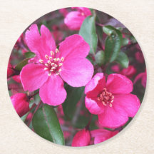 Rosa Blütenkrabapfel