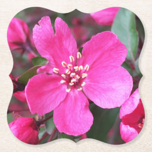 Rosa Blütenkrabapfel Untersetzer