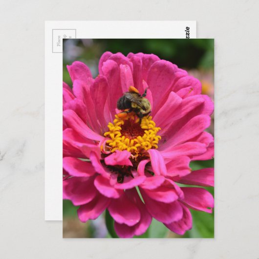 Rosa Blütenmaus-Blume Postkarte (Vorne/Hinten)