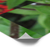 Rosa Blütenzinnie Poster (Ecke)