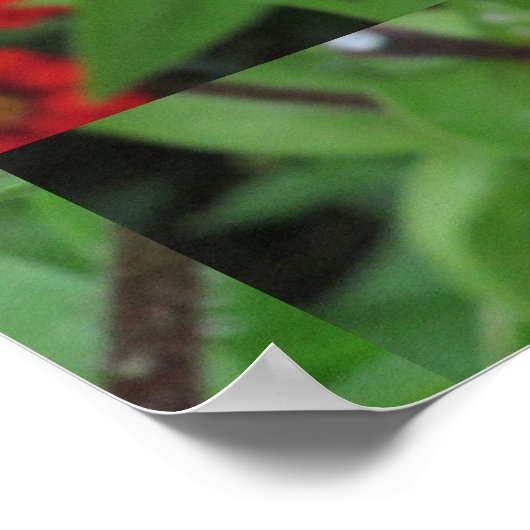 Rosa Blütenzinnie Poster (Ecke)