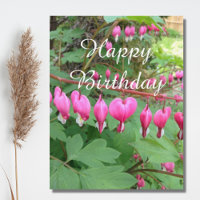 Rosa Blutung Herzbluten Foto Geburtstag
