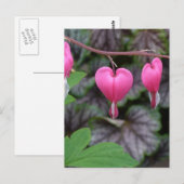 Rosa Blutungen Herz Postkarte (Vorne/Hinten)