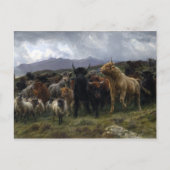 Rosa Bonheur Highland Raid Postkarte (Vorderseite)