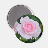Rosa Bonica '82 Magnet (Vorderseite/Rückseite)