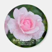 Rosa Bonica '82 Magnet (Vorne)