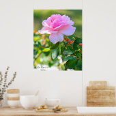 Rosa Bonica '82 Poster (Küche)