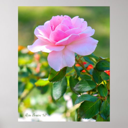 Rosa Bonica '82 Poster (Vorne)